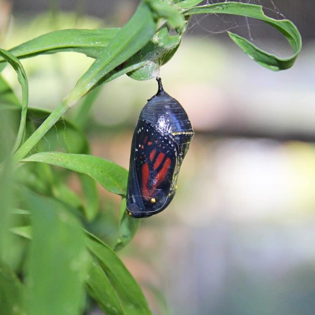 monarch-butterfly-4835194_1920